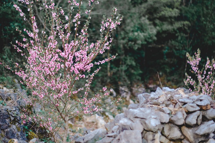 mùa hoa đào trên Cao nguyên đá Đồng Văn